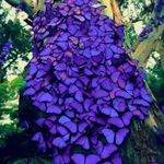 Lois Doherty Balmer - @gerlobalmer - Instagram