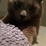 Gandalf - @loisegandalf.jacquard - Instagram
