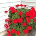 Lois Faust - Facebook