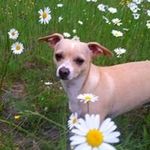 Lois Forrestal - @loisforrestal - Instagram