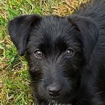 Lois Griggs - @barebottomfarmjrt - Instagram