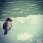 Lois Hatcher - @kordaik - Instagram