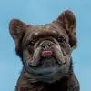 Louis Hermes - @louis_thefluffyfrenchie - TikTok