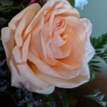 Lois Ann Johnson Ladd - @loisladd13 - Instagram