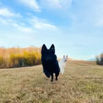 LOIS + LEO | The B&W GSDs - @lois_and_leo_the_gsds - Instagram