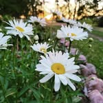 Lois Mathews - @loismathewsmn - Instagram