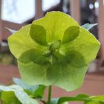 Lois Calhoun Mercer - @lobie714 - Instagram