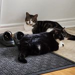 Dorothy Mulders-Langlois - @mulderslanglois - Instagram