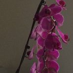 Lois Mulder - Facebook