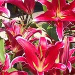 Lois Perkins - @dlperktrt - Instagram