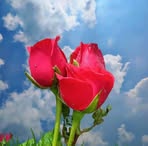 Lois Perkins - Facebook