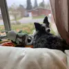 louie - @loispfau - TikTok