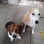 Lois Robertson - @loisandherdogs - Instagram