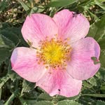 Lois Rowell - @loisrowell - Instagram