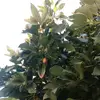 loissingh2866 - @loissingh2866 - TikTok