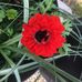 Lois Strickland - Facebook