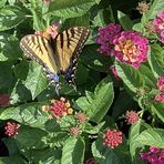 Lois Strouse - Facebook