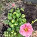 Lois Templin - Facebook