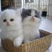 Lois  Wang - Facebook
