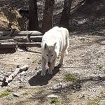 Loïs Wolf - @wolf_royal1903 - Instagram
