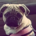 Lola & Belle Andersen - @2pups_lola_belle - Instagram