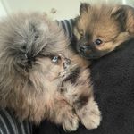 Aries & Lola Toy Pomeranians - @ariesnlola - Instagram