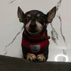 LillyPot🐕 - @lolaaries0401 - TikTok