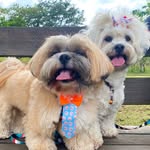 Arnold & Lola - @arnold_e_lola - Instagram