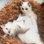 Arthur & Lola - @ragdolls_arthurandlola - Instagram