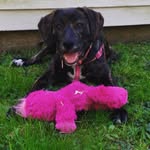 Dog Rannos - @lola_lexie_arthur - Instagram