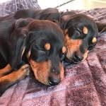 Fudge, Lola, Arthur And Anna X - @fudgeandlolaxx - Instagram