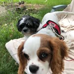 Lola & Arthur - @puppytails_lola.art - Instagram