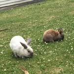 Lola And Arthur 🐰🐰 - @lola_and_arthur - Instagram