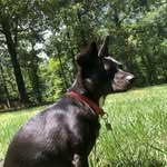 Lola Arthur - @lola_the_adventure_weasel - Instagram