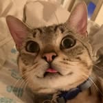 @lola_arthur_koshka - Instagram