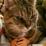 Lola, Reginald, Arthur - @lola.beanz.plus - Instagram