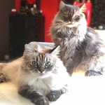 Lola&Pistolas&Arthur - @lola_and_pistolas - Instagram