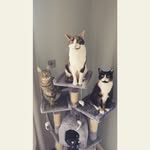 Rosie, Lola & Arthur - @thelifeof3_rescues - Instagram