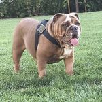 Lola Beasley&June TheBulldogs - @lola.beasley.bulldog - Instagram