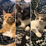 Lola, Cosmo, & Milo Beasley - @lola_cosmoandmilo - Instagram