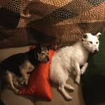Beatty & Lola - @beattyandlola - Instagram