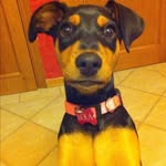 Lola18 - @loladobermana - Instagram