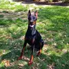 Lola Doberman - @christygraves09 - TikTok