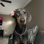 Lola - @lolathedobberman - Instagram