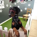 @lolad_oberman - Instagram