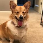 Lola Bishop - @lola.b.thecorgi - Instagram