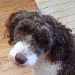 Lola Brewer - @llatebrewer - Instagram