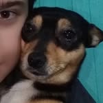 Lola Brito Dog - @dog_lola434 - Instagram