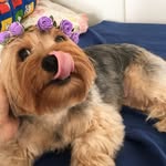 Lola Brito Gally - @lolabgally_yorkshire - Instagram