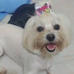 Lola Brito Sirtoli - @_gordalola - Instagram